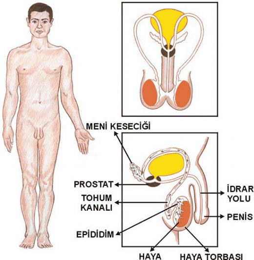 İdrar Borusu Özellikleri ve Faydaları Nelerdir?