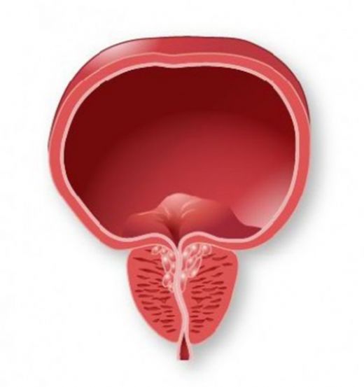 İdrar Kesesi Özellikleri ve Faydaları Nelerdir?