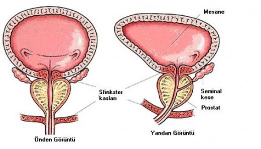 İdrar Retansiyonu Belirtileri ve Tedavisi