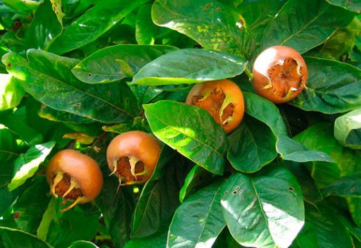 İdrar Söktürücü Çaylar Kullanımı ve Faydaları Nelerdir?